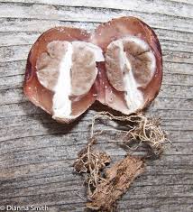 Image result for Mutinus elegans