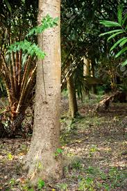 Aquilaria malaccensis is a tree native to narrator: An Agarwood Tree In Salak Garden Agarwood As Liquid Gold