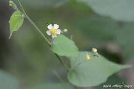 Image result for Wissadula