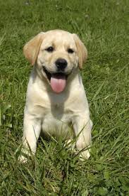 You have to constantly keep in mind that you should never accept any kind of habits from. Labrador Retriever Training Tips Our Top Seven