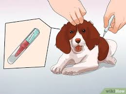 In a dog's journey, the sequel to the heartwarming global hit. How To Prepare Your Dog For A Road Trip 15 Steps With Pictures
