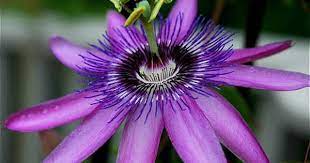 Get Inspired For Container Gardens With This Picture Gallery Passion Flower Rainforest Flowers Passion Flower Plant