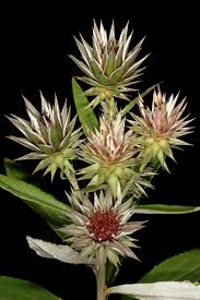 Image result for Macledium zeyheri