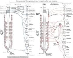 parasympathetic vs sympathetic nervous system difference