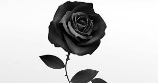 83 gambar wallpaper warna hitam keren gambar co id 01 04 2019 83 gambar wallpaper warna hitam keren wallpaper dinding adalah jenis dekorasi tempel di dinding berbahan material kertas. Gambar Bunga Mawar Hitam Wallpaper Literatur