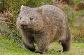 Wombat description, behavior, feeding, reproduction, wombat threats and more. Ø­ÙŠÙˆØ§Ù† Ø¨Ø­Ø±Ù Ø§Ù„ÙƒØ§Ù Ø§Ù„ØµÙØ­Ø© 4 Ù…Ù† 5 Ù…ÙˆØ³ÙˆØ¹Ø© Ø¹Ø§Ù„Ù… Ø§Ù„Ø­ÙŠÙˆØ§Ù†Ø§Øª Ù…Ø°Ù‡Ù„Ø© Ø­ÙŠÙˆØ§Ù†Ø§Øª Ù…ÙØªØ±Ø³Ø© Ùˆ Ø§Ù†ÙˆØ§Ø¹ Ø§Ù„Ø­ÙŠÙˆØ§Ù†Ø§Øª Ø§Ù„Ø£Ù„ÙŠÙØ© Ø¹Ø§Ù„Ù… Ø§Ù„Ø­ÙŠÙˆØ§Ù† Ùˆ Ø­ÙŠÙˆØ§Ù† Ø§Ù„ØºØ§Ø¨Ø©