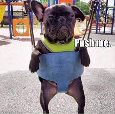 Funny Animal Pictures Of The Day 21 Pics Daily Lol Pics Funny Animal Pictures Funny Animals Funny Dog Pictures