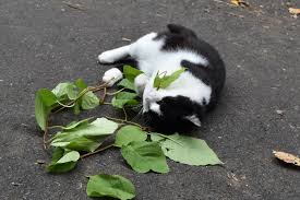 How to draw a fluffy furry puppy worksheet. Your Cat Isn T Just Getting High Off Catnip The New York Times