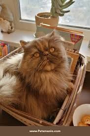 Cars, other cats, dogs, and even wild animals can all cause injury and death to a cat. Pin On Persian Cat Adorable Cat Breed