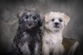 New and used items, cars, real estate, jobs, services, vacation rentals and more virtually anywhere in ontario. Schnoodle Dog Breed Information Everything You Need To Know