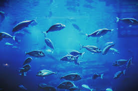 Underwater Water Aquarium Underwater Fish Creatures Blue Dubai Mydubai Dubaimall Dubaiaquarium Swim Fl Underwater Fish Underwater Underwater World