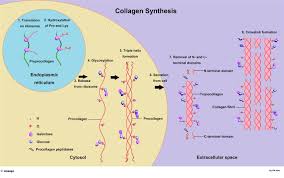 collagen biochemistry medbullets step 1