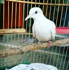 Demikian sobat sedikit ulasan dari perbedaan tentang perkutut lokal dan perbandinganya dengan perkutut bangkok. 8 Manfaat Memelihara Perkutut Putih Arenahewan Com