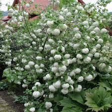 Gewohnlicher Schneeball Attraktives Ziergeholz Gewohnlicher Schneeball Pflanzen Schneeball Pflanze