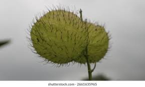 Image result for Gomphocarpus tenuifolius