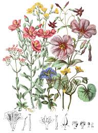 Image result for Gentianaceae