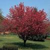 The tree produces tiny edible fruits known as crabapples. Https Encrypted Tbn0 Gstatic Com Images Q Tbn And9gcsumvhdouklnwadbexcvie7utwvtopzelb7w1nqi7pwbsgm2bnj Usqp Cau