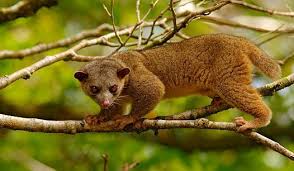 What Animals Live In The Amazon Rainforest Amazon Animals Rainforest Animals Endangered Rainforest Animals