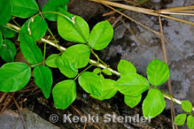 Image result for Neonotonia wightii