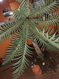 Image result for Ptisana