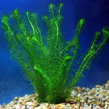 Image result for Najas