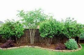 Backyard Landscaping I M Doing This On My Fence First Chance I Get Privacy Landscaping Backyard Privacy Landscaping Privacy Fence Landscaping