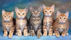 Resultado de imagen de gatos