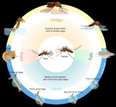 Then the filtration system will capture the larvae in the filter keeping your pool clean and safe for your family. Mosquito Control Around Homes And In Communities Nc State Extension Publications