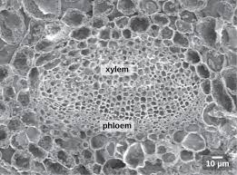 Unlike most plant cells, this species do not have a cell wall. Xylem And Phloem Microscope
