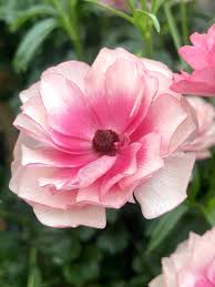 Image result for Ranunculus raeae
