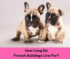 If you're looking for ways to reward your dog, try. Click Here To Find Out How Long French Bulldogs Live For Perhaps You Ve Wanted To Get Your Very Own French Bulldog Or Are Cu Bulldog French Bulldog Pet Parent