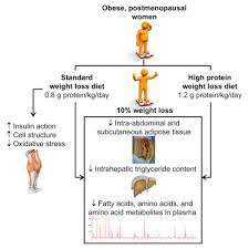 Water at 100 degrees requires an additional 550 calories to convert 1 gram fully into steam. High Protein Intake During Weight Loss Therapy Eliminates The Weight Loss Induced Improvement In Insulin Action In Obese Postmenopausal Women Cell Reports