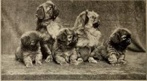 Pomeranian hair loss concerns answered. Pekingese Dog Vs The French Bulldog Pekingese Central