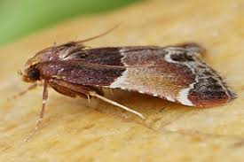 Image result for Pyralis lienigialis