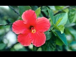 It is 24 m (67 ft) high and with the base and the cross reaches 36.50 m (100 ft). Hibisco Planta Medicinal Hogarmania Youtube