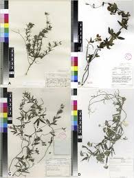 Image result for Rhynchosia totta