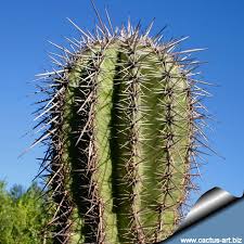 A property owner can move a cactus but must first apply for a license to do so via the arizona dept of agriculture. Carnegia Gigantea