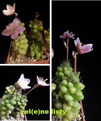 Image result for Anacampseros subnuda