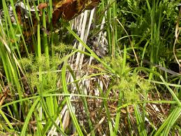 Image result for Cyperus esculentus