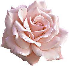 Discover Trending Hd Wallpaper Stickers Pink Rose Png Pink Rose Tattoos Light Pink Rose