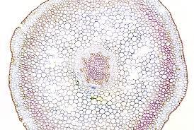 Image result for Psilotum