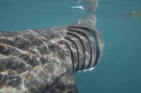 go swimming with the world s second biggest shark 巨大生物 ウバザメ 水生 生物