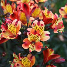 35 Flowers Associated With Grief And Loss Flower Meanings Grief Support Lily Seeds Peruvian Lilies Alstroemeria