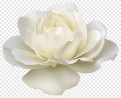 Beautiful rose, white free photo. White Rose Png Images Pngegg