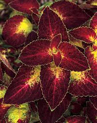 Image result for Coleus zombensis