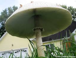 There are also some differences in taste, with maitake providing a richer, more earthy flavor than oyster mushrooms, which tend to be more mild and delicate. North Carolina Mushrooms Fungi