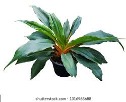 Image result for Chlorophytum filipendulum