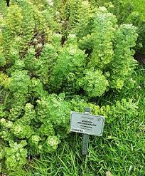 Image result for Ursinia montana