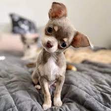 Designer breed dogs vary in character from relaxed to hyper, clever to gullible, obedient to stubborn, and loyal to independent. Chihuahua Puppies For Sale Near Me Teacup Chihuahua Puppies For Sale Near Me