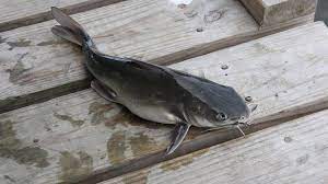 Perlu anda tahu bahwa mimpi ikan merupakan sebuah mimpi yang mengandung makna menarik, yang mana belum banyak. 5 Resep Masakan Ikan Patin Menu Favorit Untuk Keluarga Ragam Bola Com